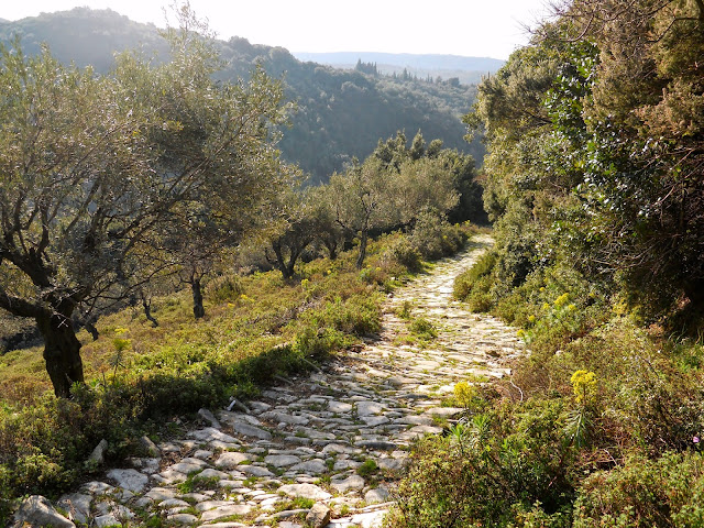 Mount Pelion hiking trail through chestnut forest