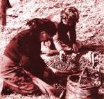 Sorting olives outside the house, archival photograph